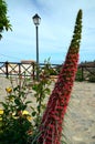 Tajinaste ( Echium wildpretii) flower.