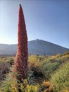 Tajinaste in el Teide. Unique desert: Canary Teide Park showcases a rare floral spectacle with tall cacti, blooming