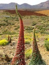 Tajinaste - unique endemic plant on Tenerife