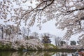 Takada Castle and Cherry blossoms Royalty Free Stock Photo