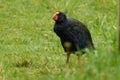 Takahe - Porphyrio hochstetteri endemic hen from New Zealand, blue plumage and big red beak Royalty Free Stock Photo