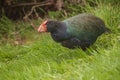 Takahe (Porphyrio hochstetteri) Royalty Free Stock Photo