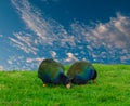 Takahe, (porphyrio hochstetteri) Royalty Free Stock Photo