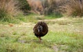 Takahe and weka new zealand native birds explore the campsite along the Heaphy great walk trail