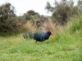 Takahe and weka new zealand native birds explore the campsite along the Heaphy great walk trail