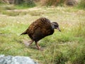 Takahe and weka new zealand native birds explore the campsite along the Heaphy great walk trail