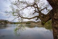 Cherry blossoms around Takamatsu Pond in Takamatsu Park,Morioka,Iwate,Tohoku,Japan in spring.selective focus