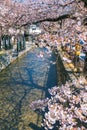 Takase River, the famous spot to view Cherry blossom or sakura in Kyoto, Japan