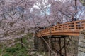 Takato Castle Ruins cherry blossoms