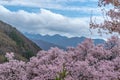 Takato Castle Ruins cherry blossoms