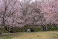 Takato Castle Ruins cherry blossoms picnic