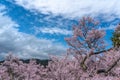 Takato Castle Ruins cherry blossoms