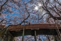 Takato Castle Ruins cherry blossoms