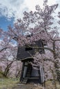 Takato Castle Ruins cherry blossoms