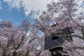 Takato Castle Ruins cherry blossoms