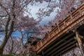 Takato Castle Ruins cherry blossoms