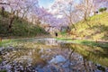 Thousands of Pink Sakura Trees reflection in Small Ponds at Takato Castle Ruins Park in Springtime, Ina, Nagano
