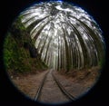 The Takayama Railway where the Japanese transport precious wood from Taiwan has now become a beautiful trail!