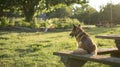 Take advantage of a beautifully landscaped dog park where you can set up a cozy picnic spot for you and your fourlegged