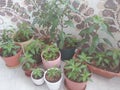 take advantage of the narrow terrace of the house to grow chilies in producing their own herbs