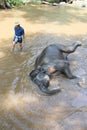 Take a bath elephant Royalty Free Stock Photo
