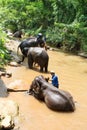 Take a bath elephant Royalty Free Stock Photo