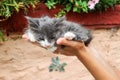 Take care of the animals, little cat kitten in woman hands close up