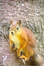 Red squirrel in Park on twig