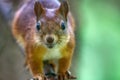 Red squirrel in Park on twig