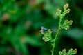 Take a close look at the green fly perched on the leaf Royalty Free Stock Photo
