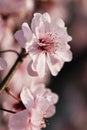 Take a close shot of a beautiful fresh pink peach flower Royalty Free Stock Photo