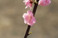 Take a close shot of a beautiful fresh pink peach flower Royalty Free Stock Photo