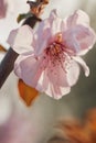 Take a close shot of a beautiful fresh pink peach flower Royalty Free Stock Photo