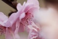 Take a close shot of a beautiful fresh pink peach flower Royalty Free Stock Photo