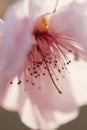 Take a close shot of a beautiful fresh pink peach flower Royalty Free Stock Photo