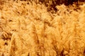 Close-up shot of the reed flowers swaying in the wind.