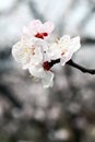 Macro shot of white apricot flowers blooming on a branch.. Royalty Free Stock Photo