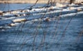 Close-up shots of willow branches in winter.