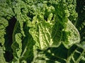 take a closer look at the leaves of green mustard greens Royalty Free Stock Photo