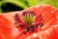 Take a closer look at the Poppy