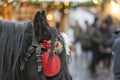 Horse with sun-blinders in the old town in Prague