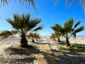 Tropical Tranquility: Durres Beach Path with Palm Trees