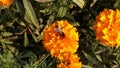 Honey bee on marigold flower