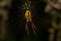 Macro close up of a wonderful insect like a spider or fly or beetle on a leaf in beautiful nature Royalty Free Stock Photo