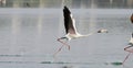 Take off of Bird ...Flaming Royalty Free Stock Photo