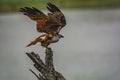 Take off: Brahminy Kite Juvenile - Haliastur Indus