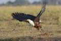 Take off on the Choebe Royalty Free Stock Photo