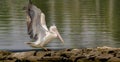 Take off of a Pelecanus philippensis - Spot billed pelican Royalty Free Stock Photo