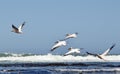 Take-off Pelicans over ocean