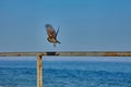 Take-off sparrow from the railing